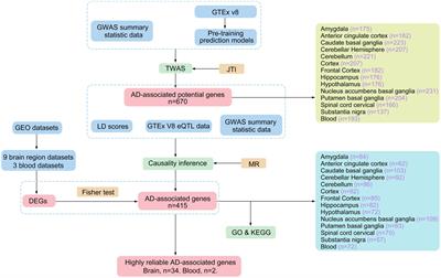 Identification of highly reliable risk genes for Alzheimer’s disease through joint-tissue integrative analysis